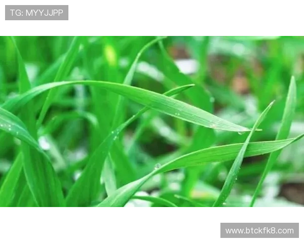 通过凯发体育备用平台，轻松获取体育赛事的实时动态和分析